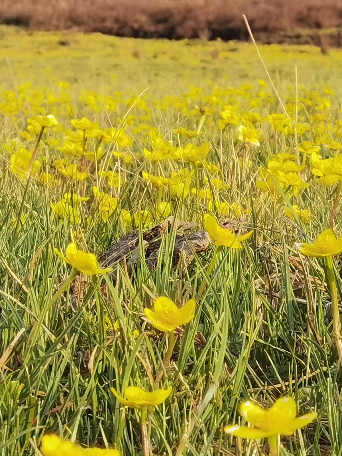 繁花深处
